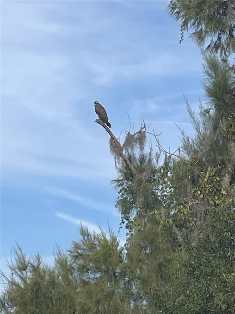 2327 SHIRECREST COVE WAY, LUTZ, FL, 33558