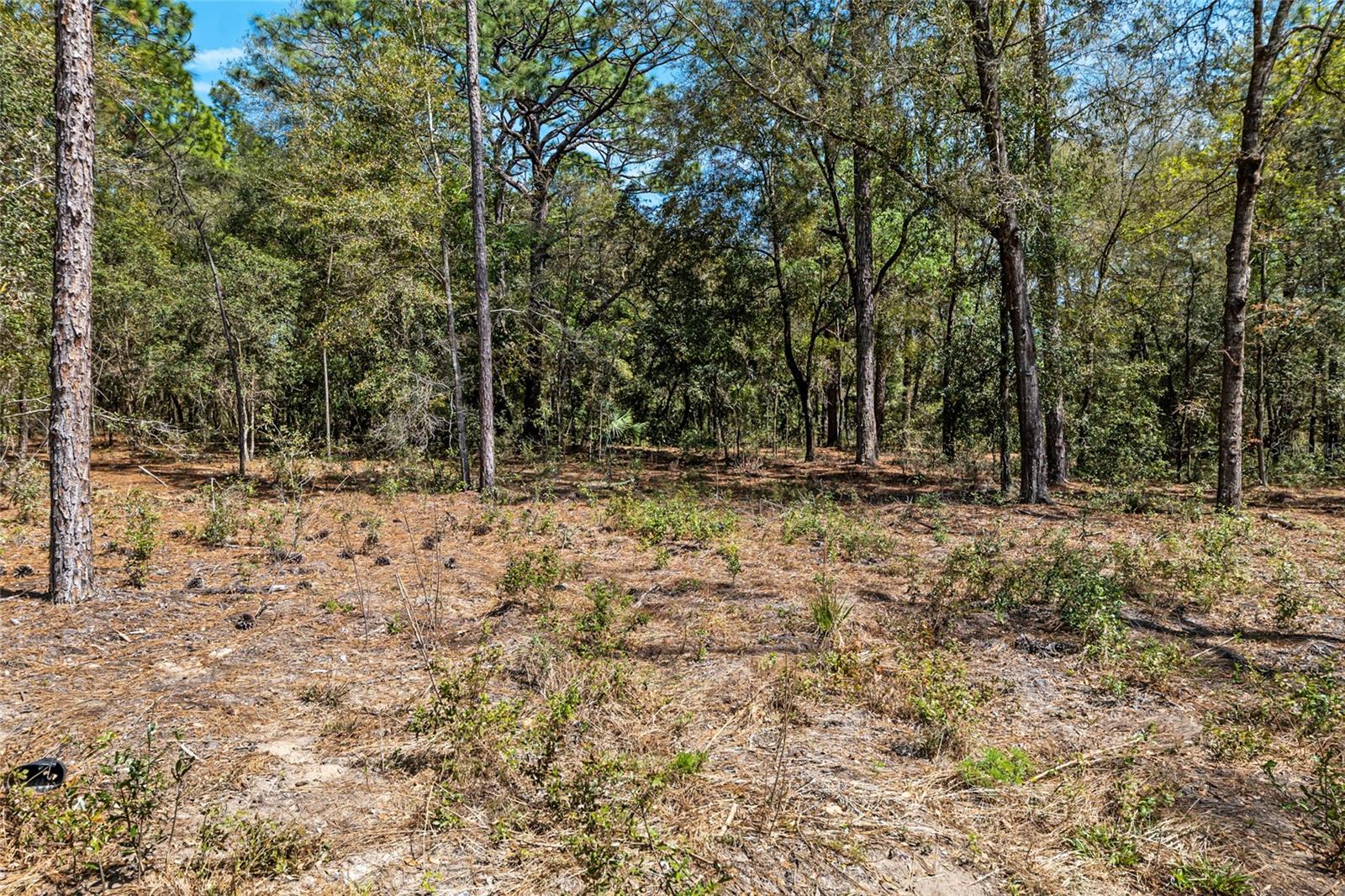 5593 SW 199TH CT, DUNNELLON, FL, 34431