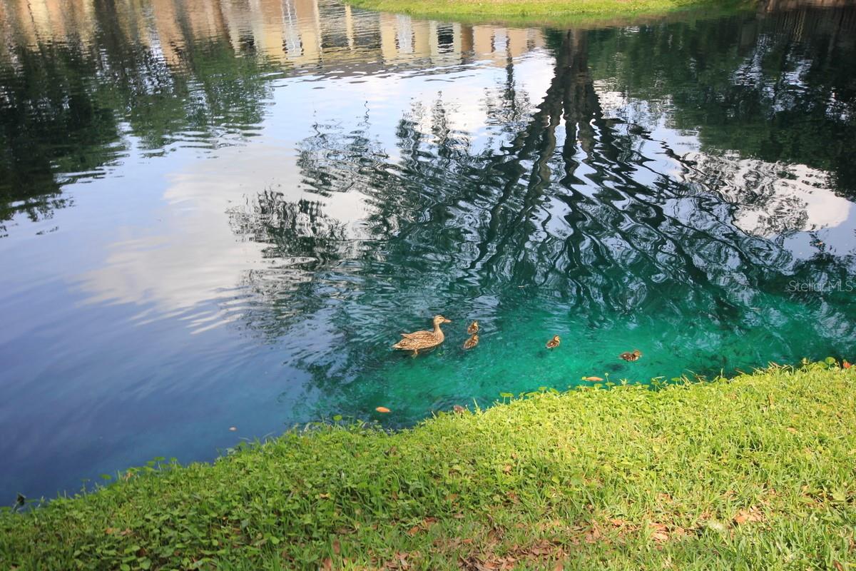 10121 COURTNEY PALMS BLVD #204, TAMPA, FL, 33619