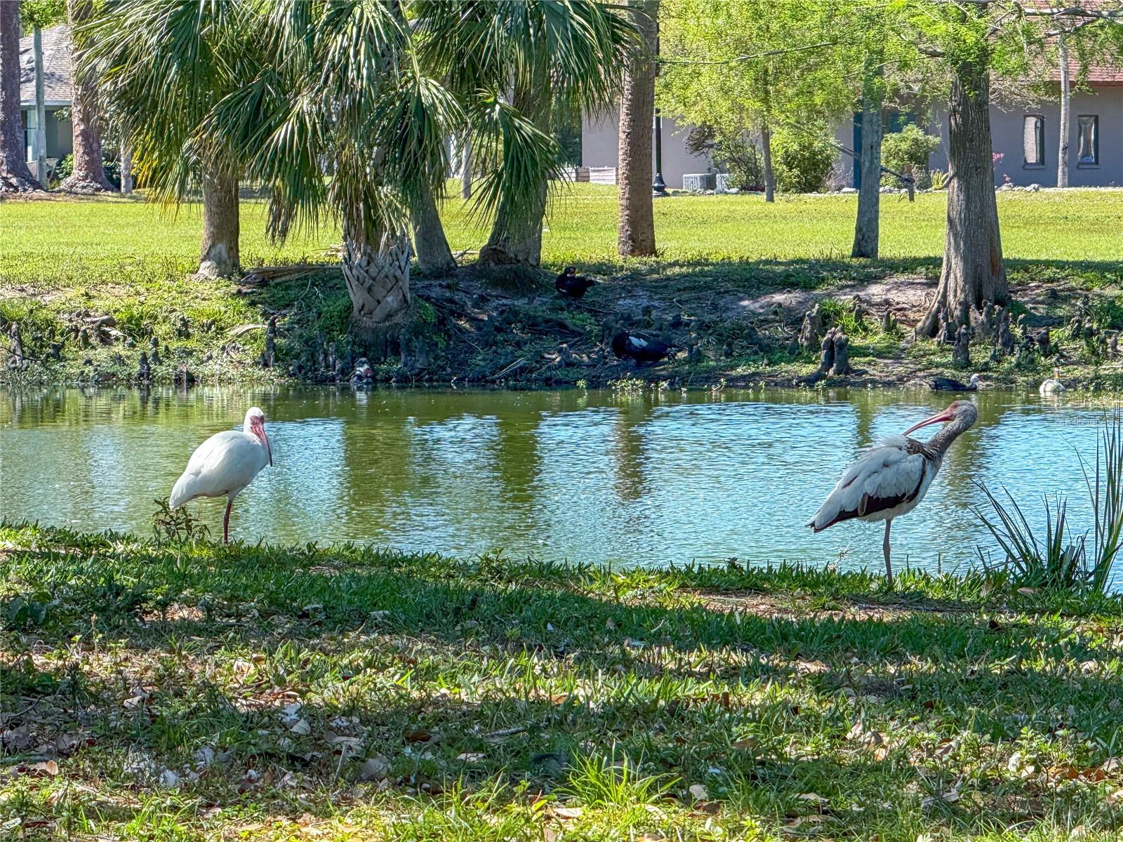919 N OSPREY AVE, SARASOTA, FL, 34236