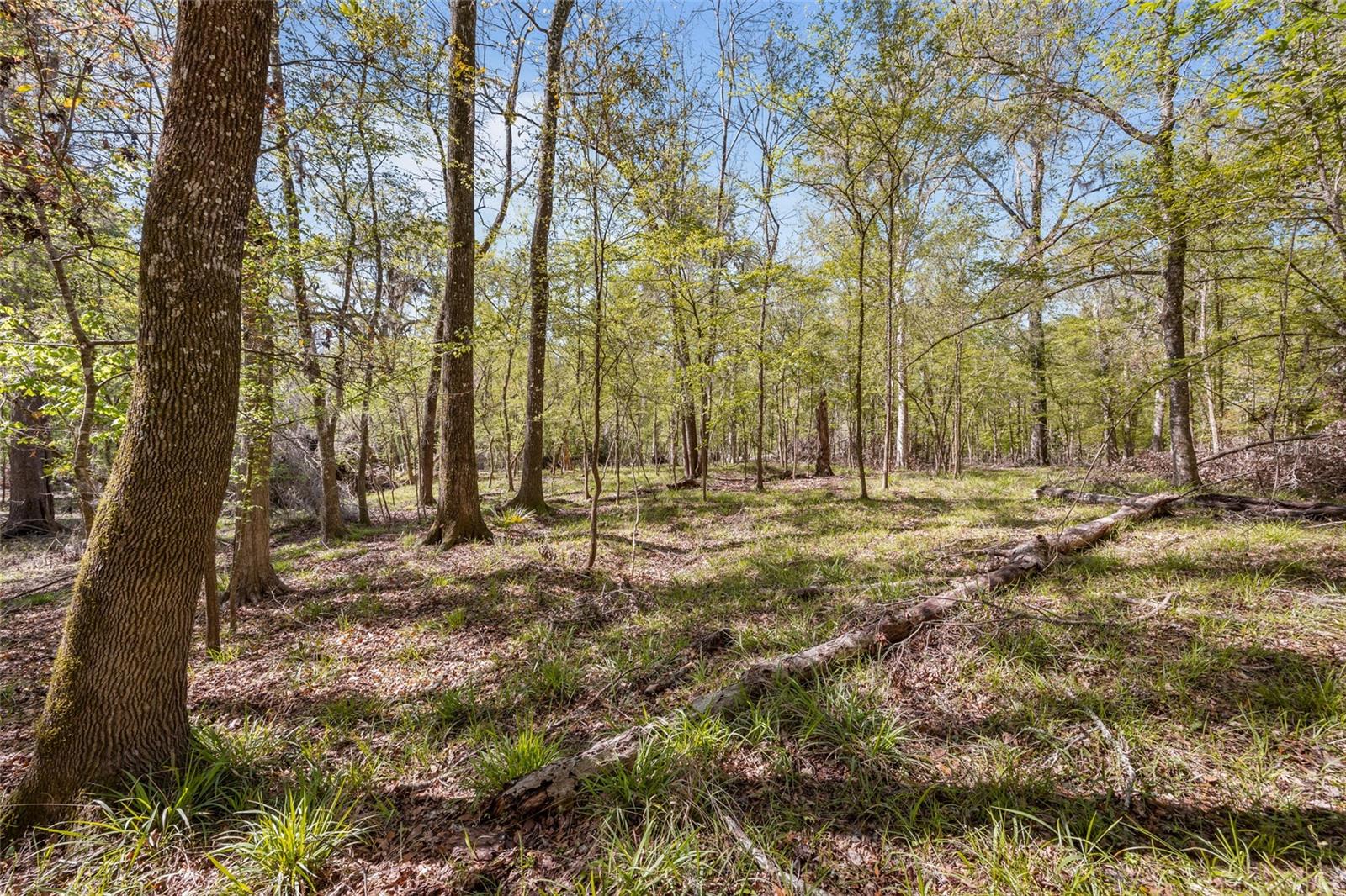 19806 NW 272ND TER, HIGH SPRINGS, FL, 32643