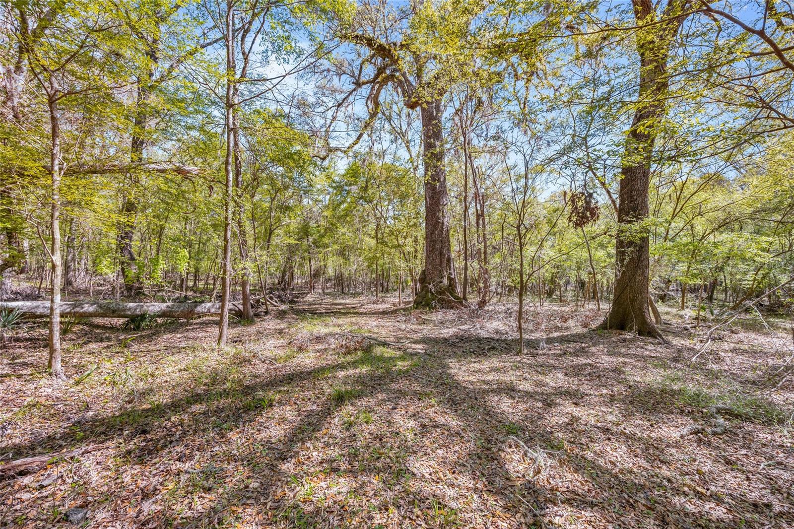 19806 NW 272ND TER, HIGH SPRINGS, FL, 32643