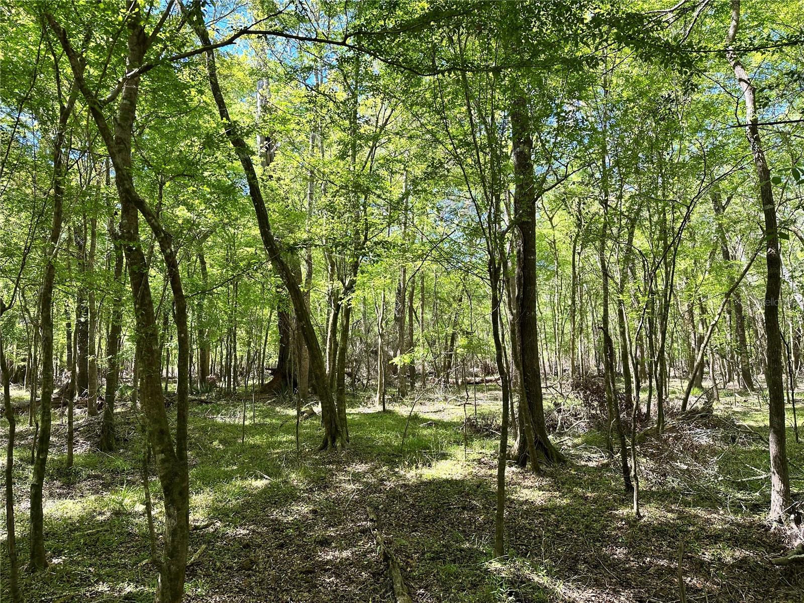 19806 NW 272ND TER, HIGH SPRINGS, FL, 32643