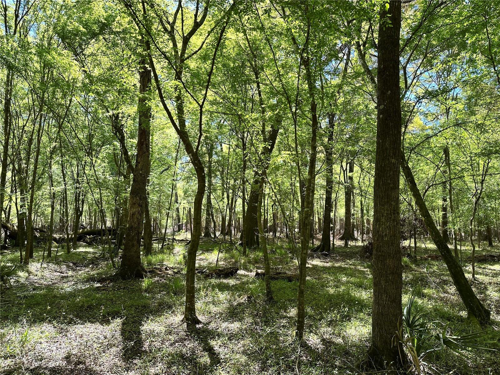 19806 NW 272ND TER, HIGH SPRINGS, FL, 32643