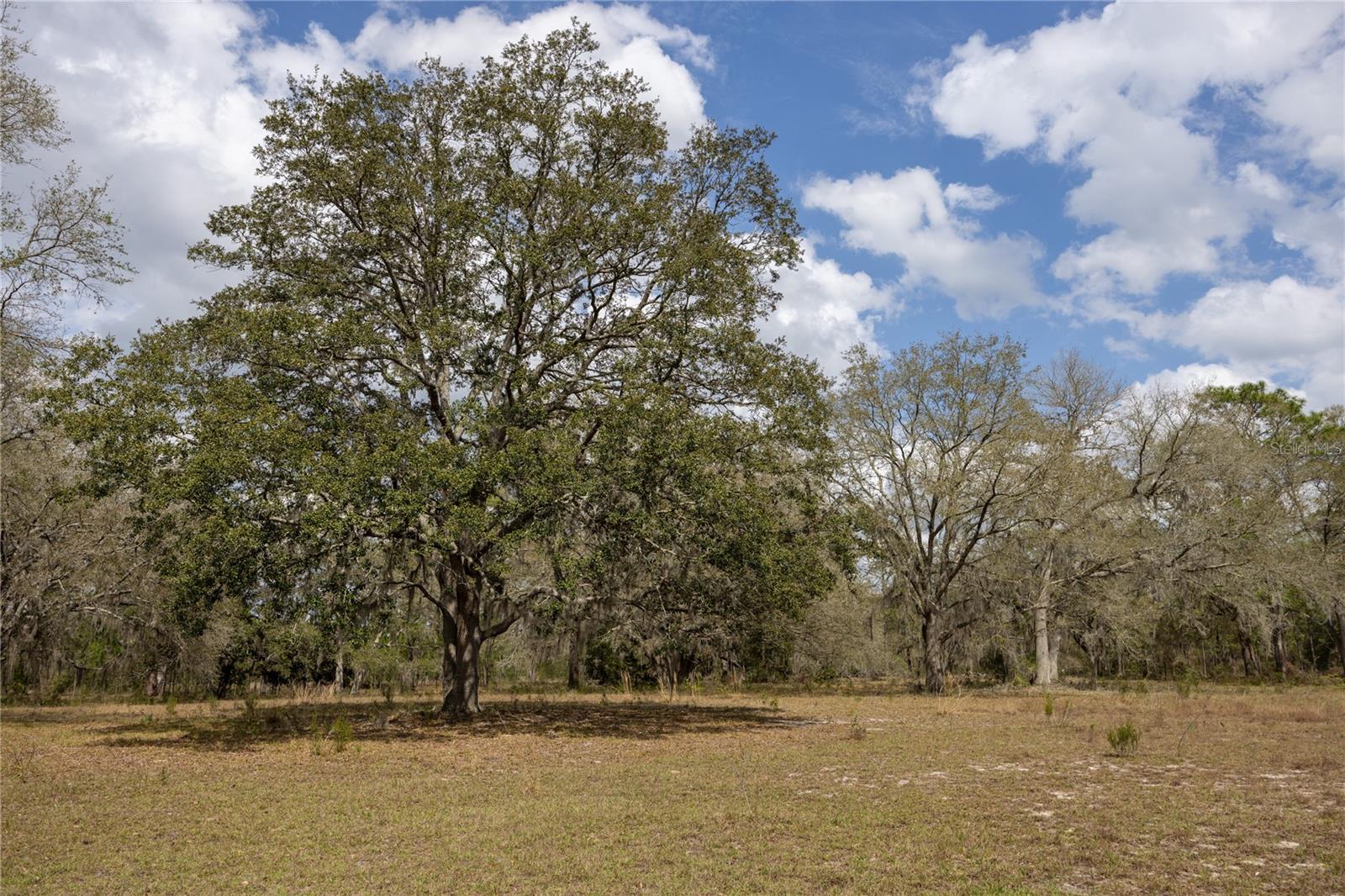 3670 NW 20TH AVE, BELL, FL, 32619