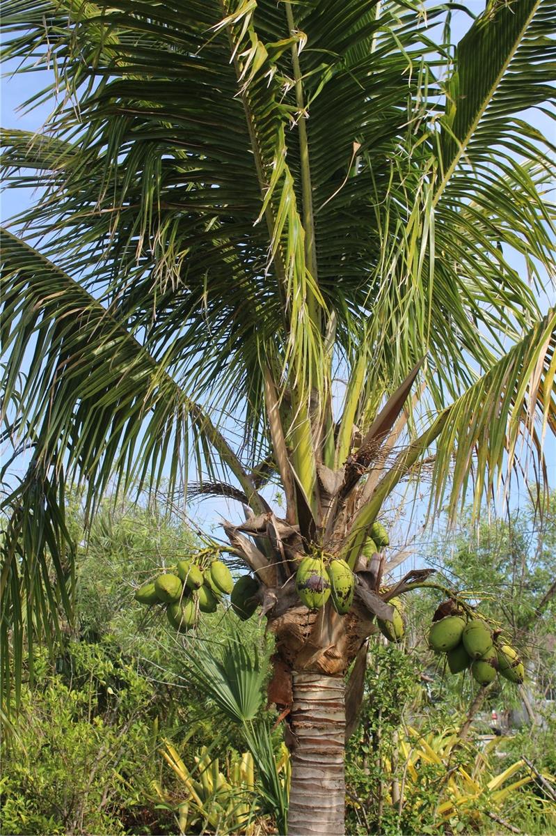 2441 VANCE TER, PORT CHARLOTTE, FL, 33981