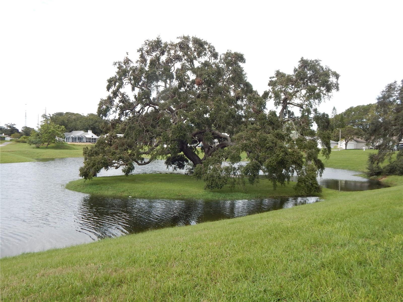 818 EDGEHILL DR, PALM HARBOR, FL, 34684