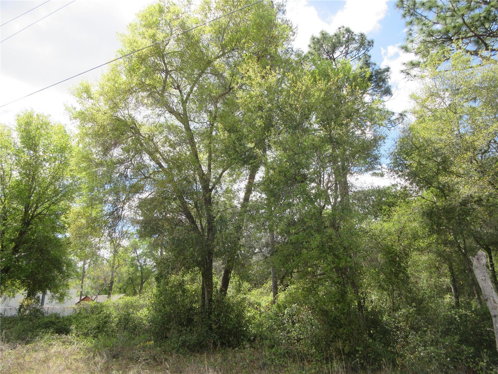 0 SE 180 AVE RD, OCKLAWAHA, FL, 32179