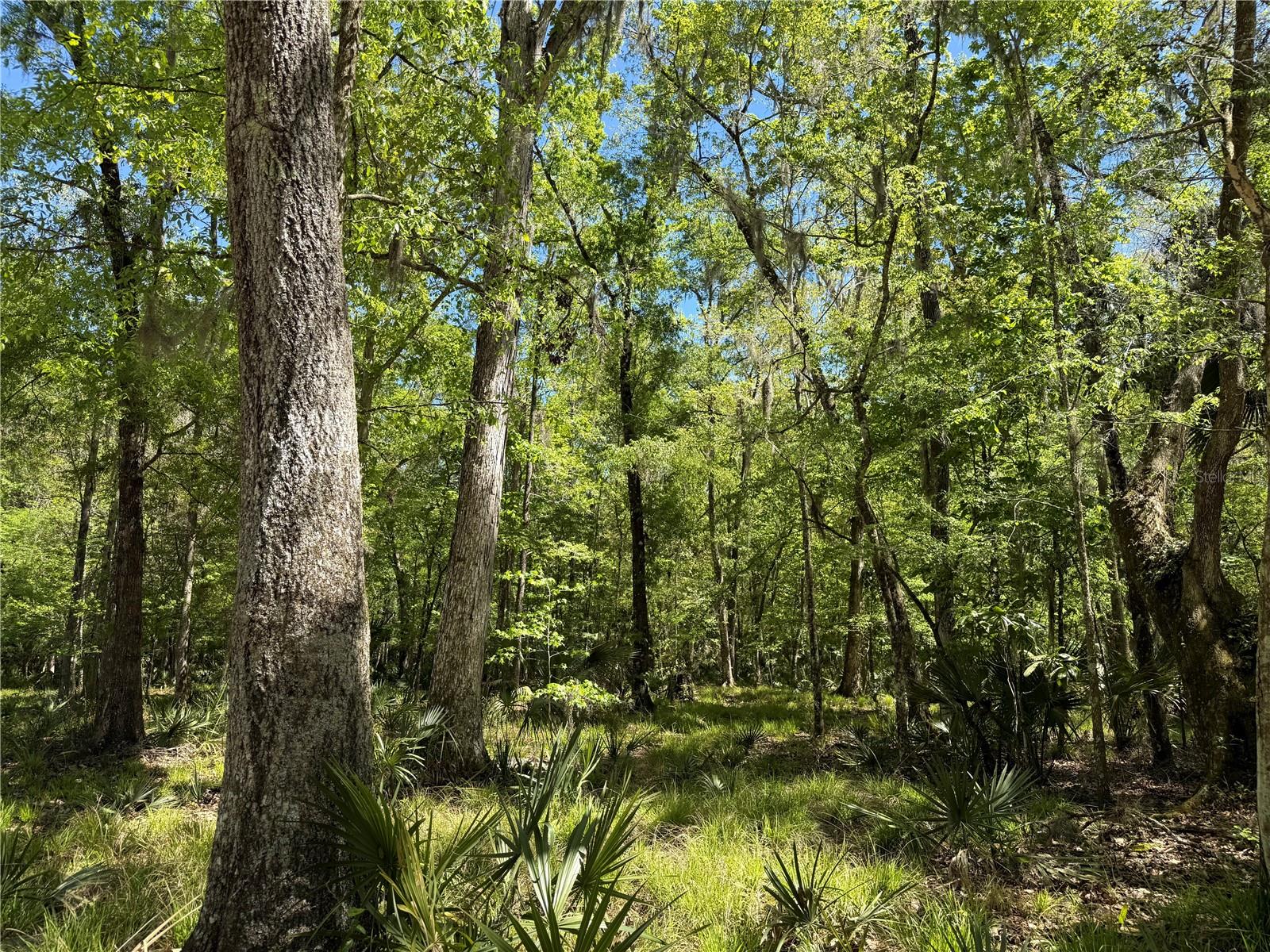 43ac NW 193RD ST, REDDICK, FL, 32686