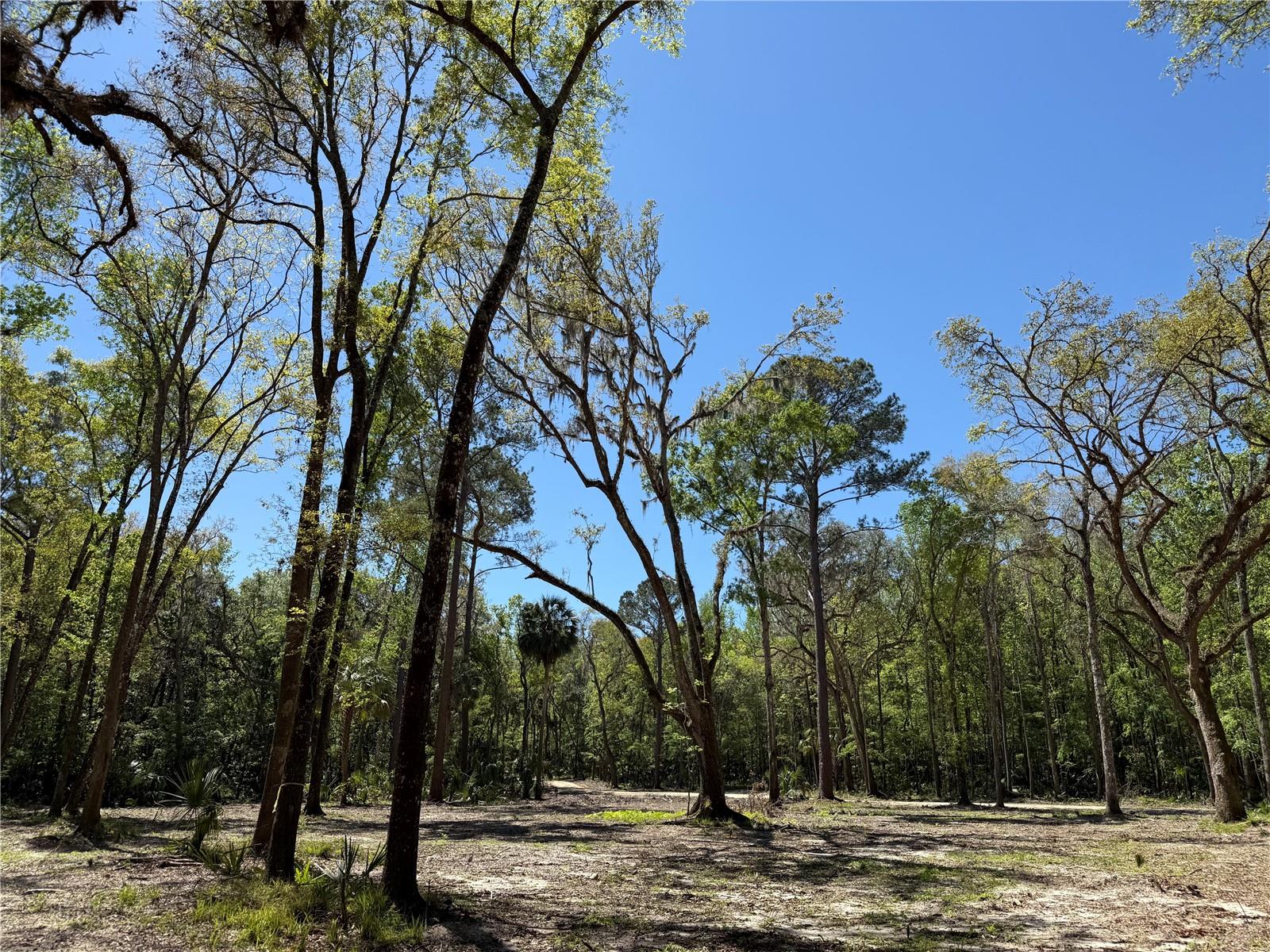 43ac NW 193RD ST, REDDICK, FL, 32686