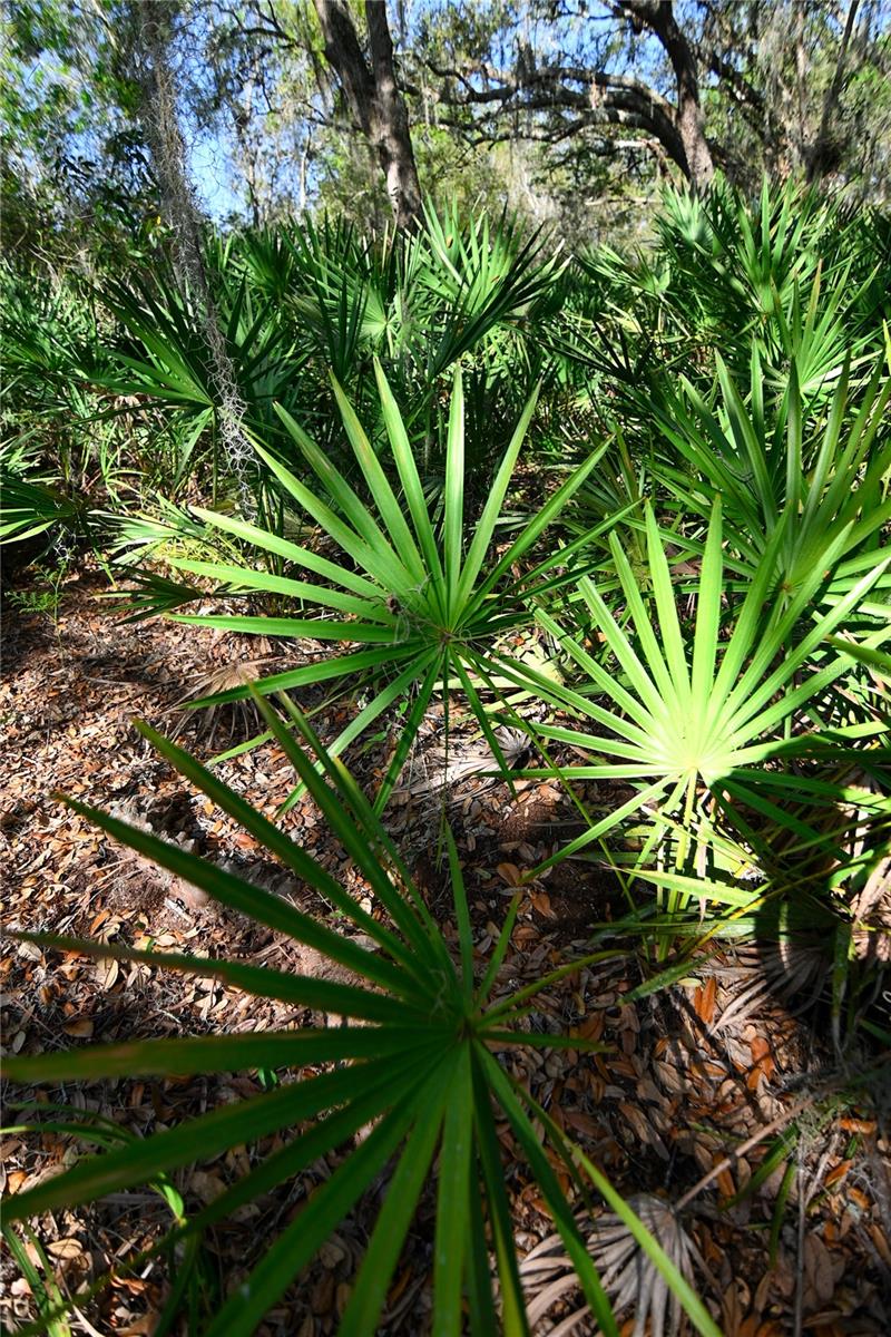 PABLO ISLAND ROAD, GROVELAND, FL, 34736