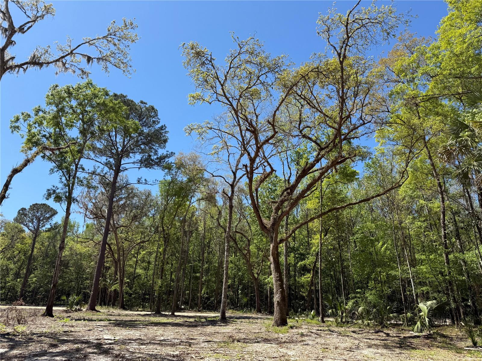 44 NW 193RD ST, REDDICK, FL, 32686