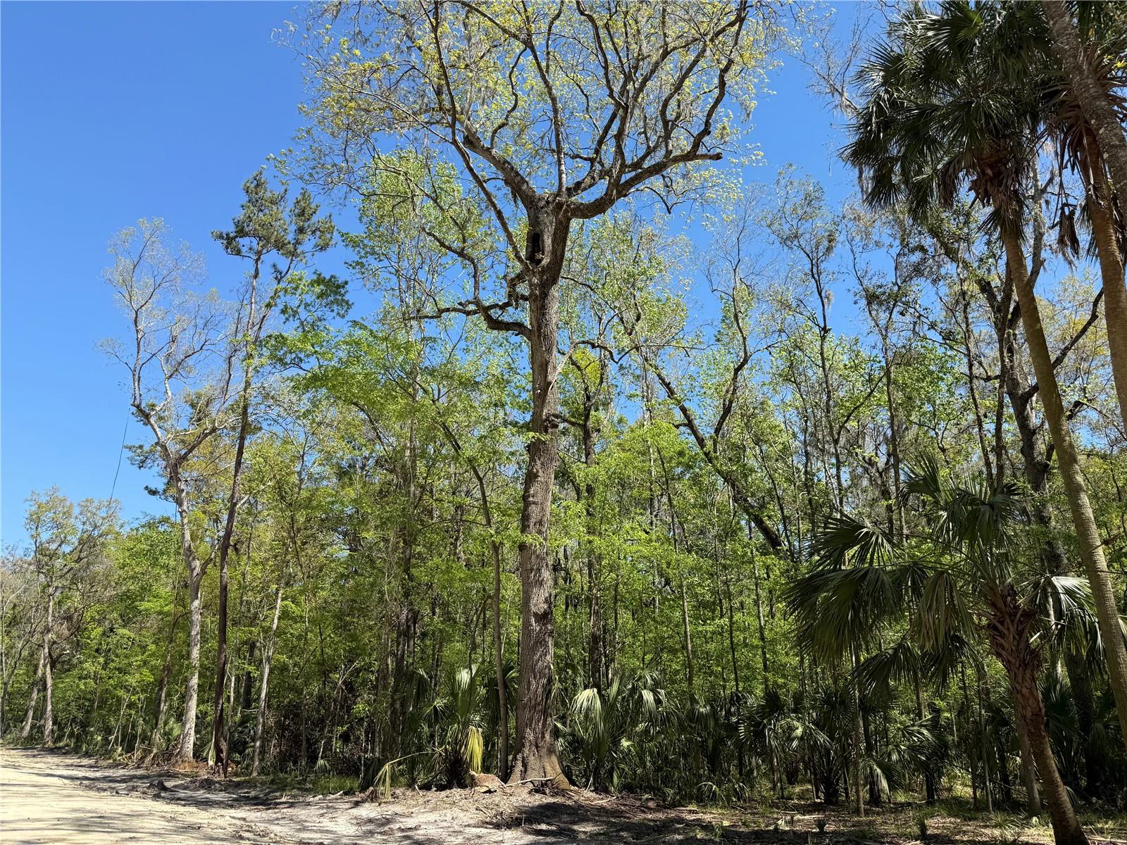 44 NW 193RD ST, REDDICK, FL, 32686