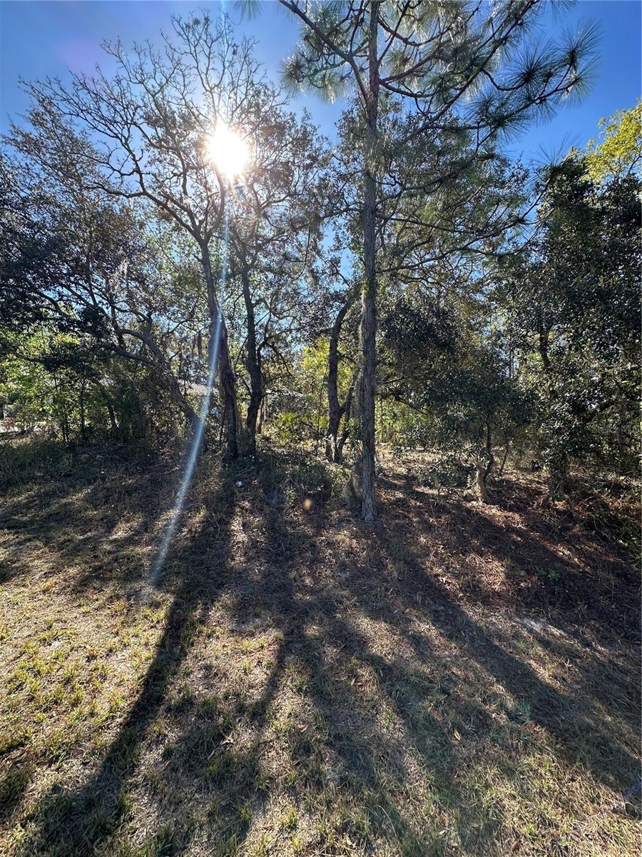 7 SWEETBAY CT, HOMOSASSA, FL, 34446