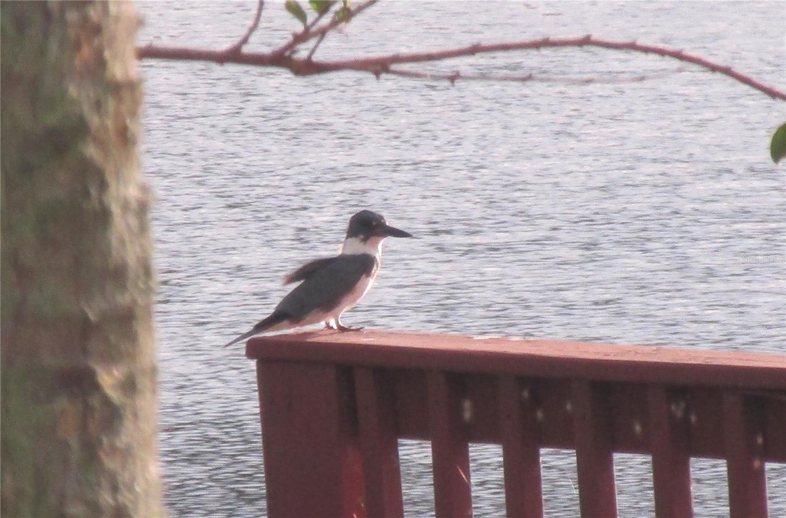 21537 CLUBSIDE LOOP, LUTZ, FL, 33549