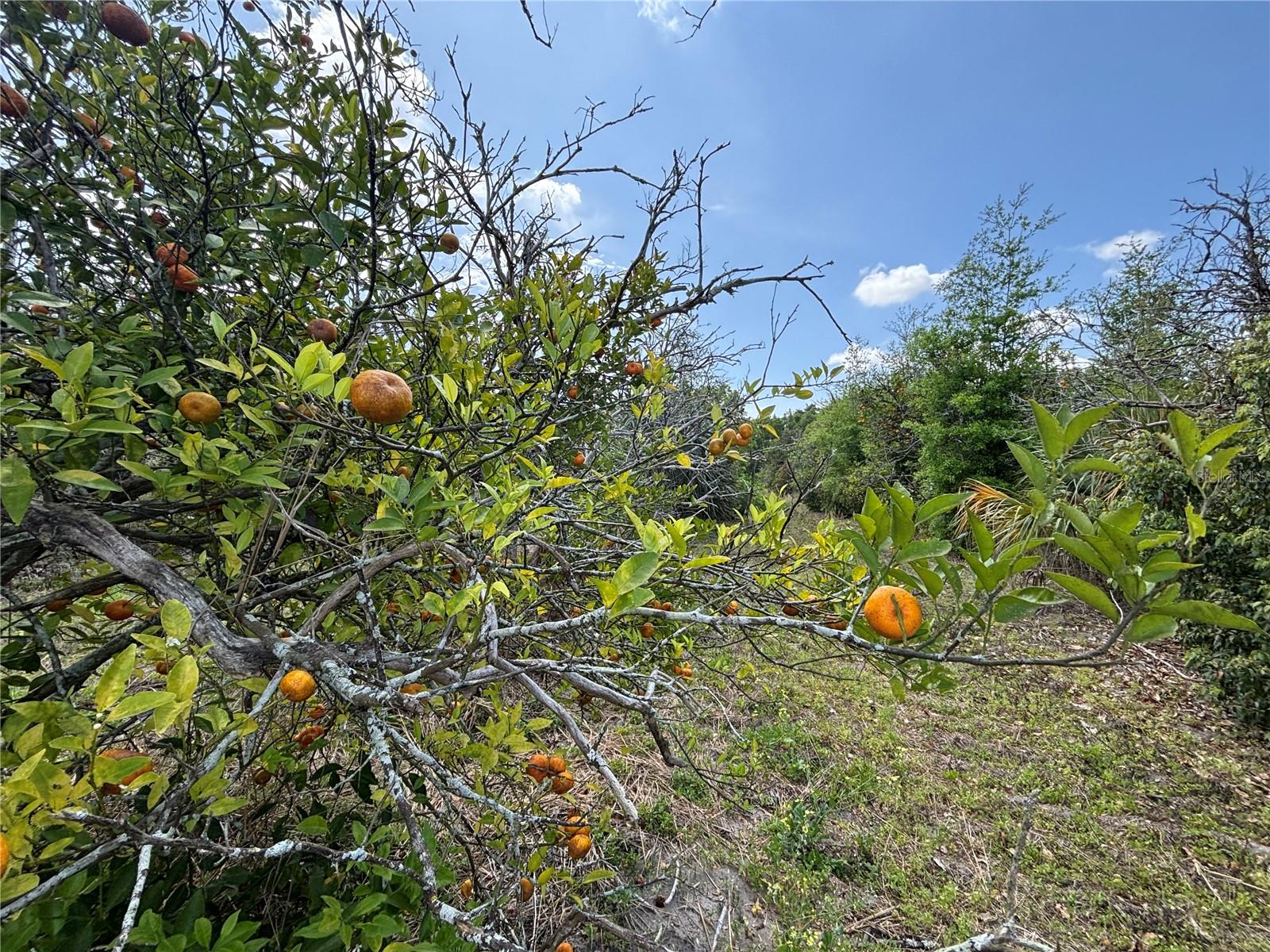 162ND PL SE, WEIRSDALE, FL, 32195
