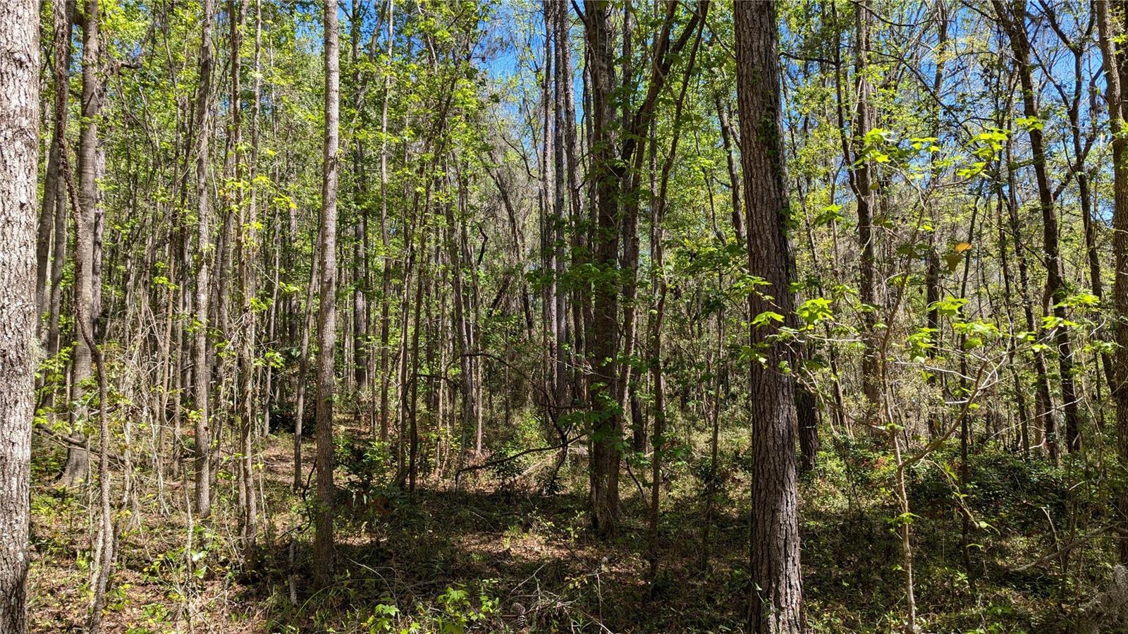 00 NW 35TH AVE, GAINESVILLE, FL, 32606