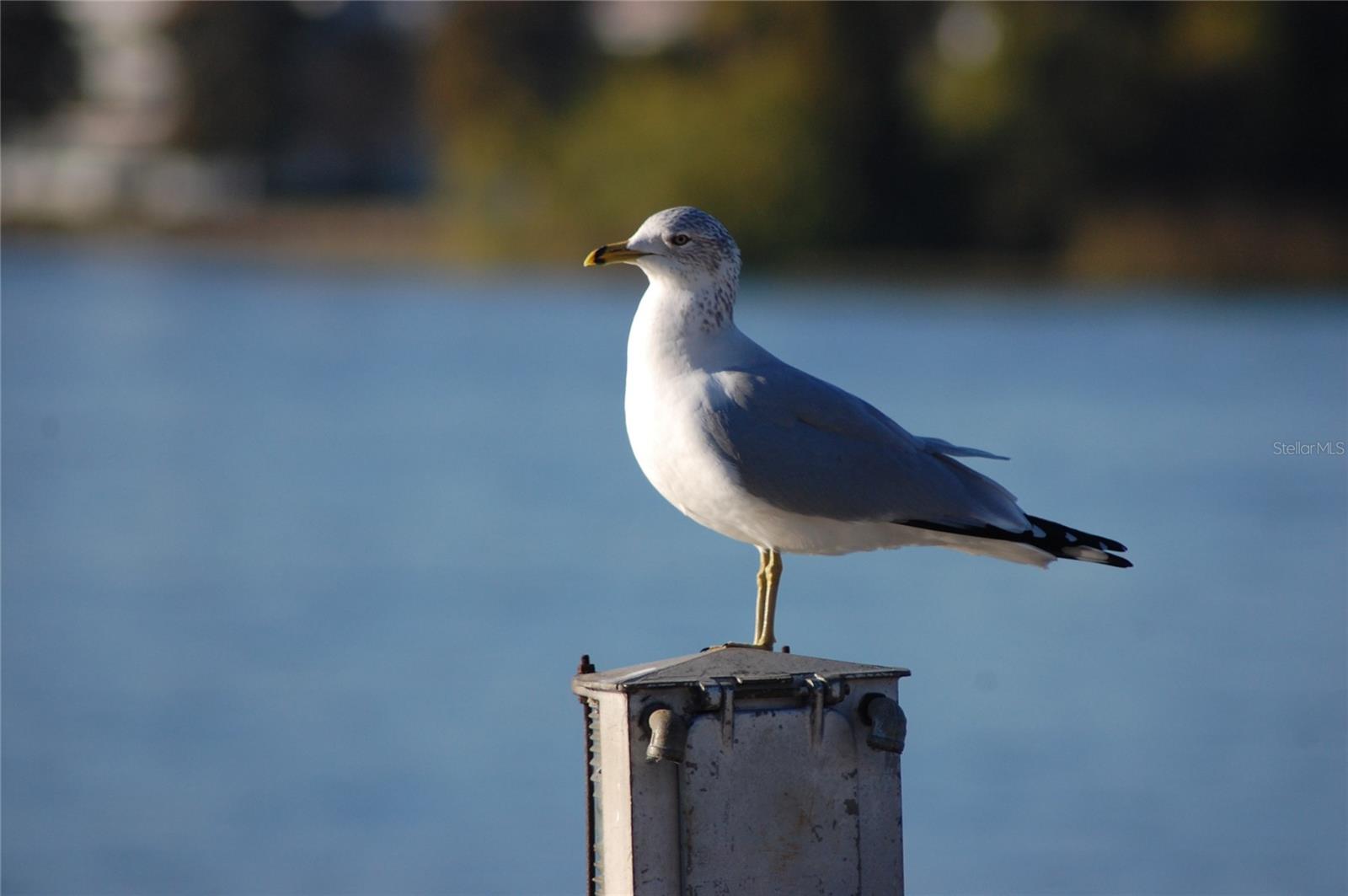 11 CHEYENNE CT, PALM COAST, FL, 32137