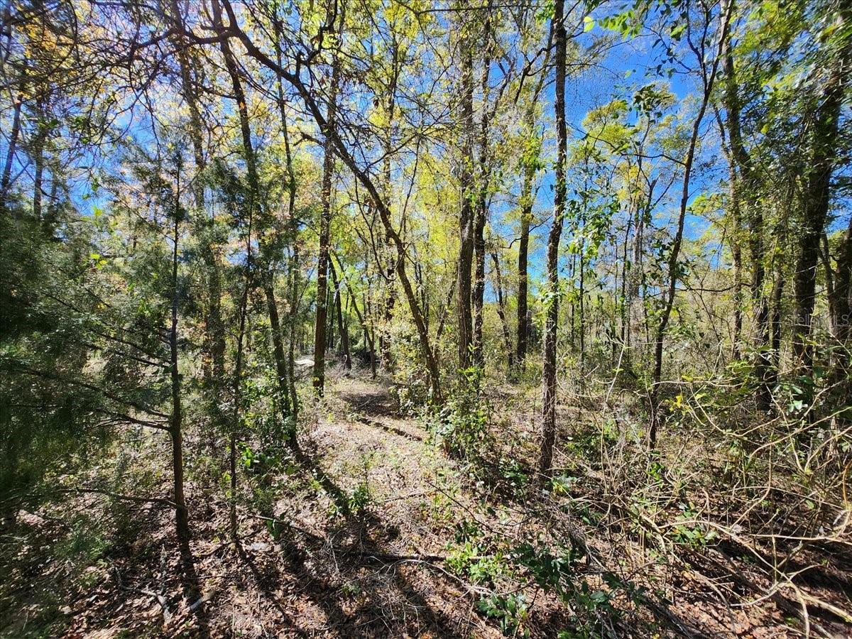 00 PINE DR, BRONSON, FL, 32621