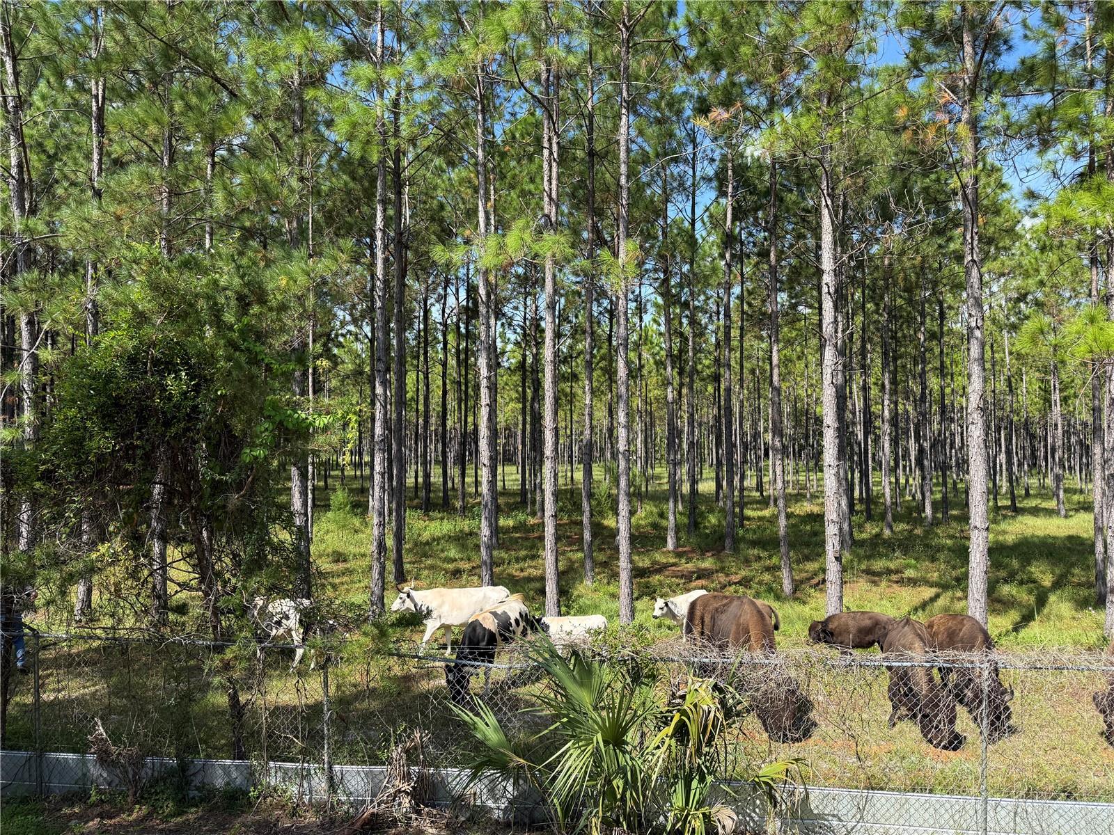 8250 W FAIROAK CT, CRYSTAL RIVER, FL, 34428