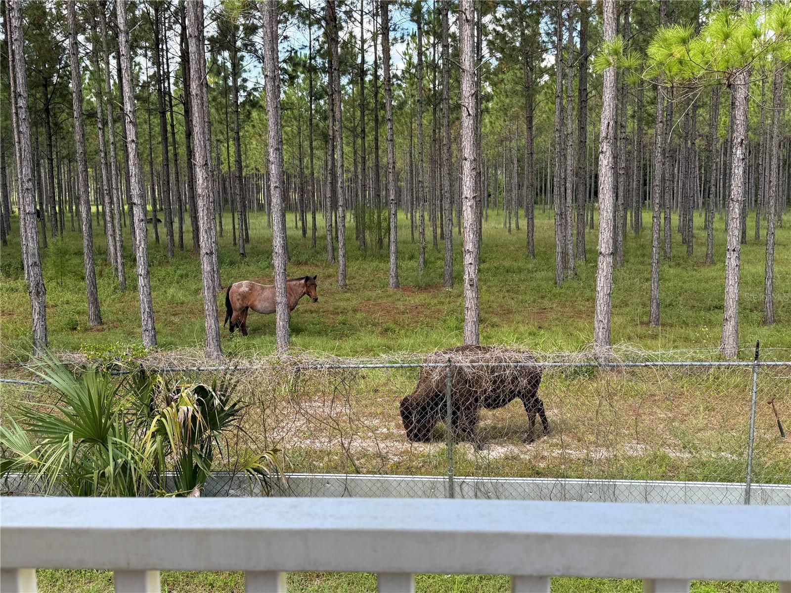 8250 W FAIROAK CT, CRYSTAL RIVER, FL, 34428