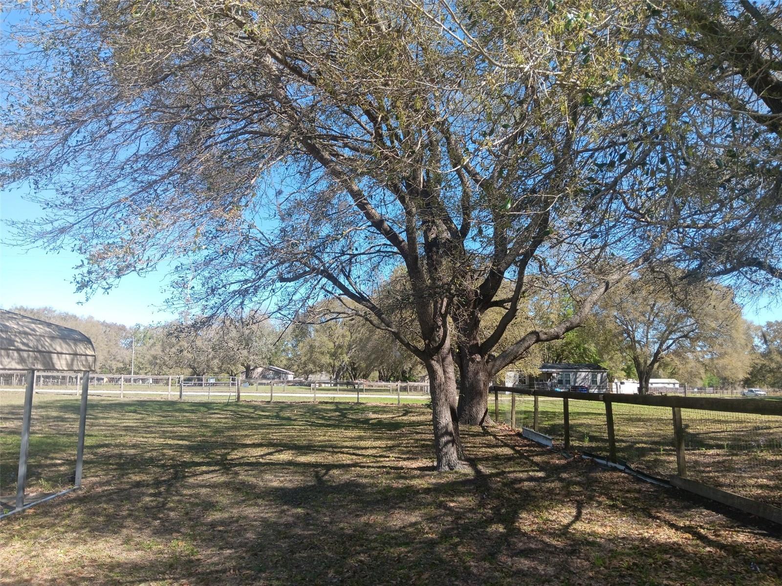 6271 SE 218TH AVE, MORRISTON, FL, 32668