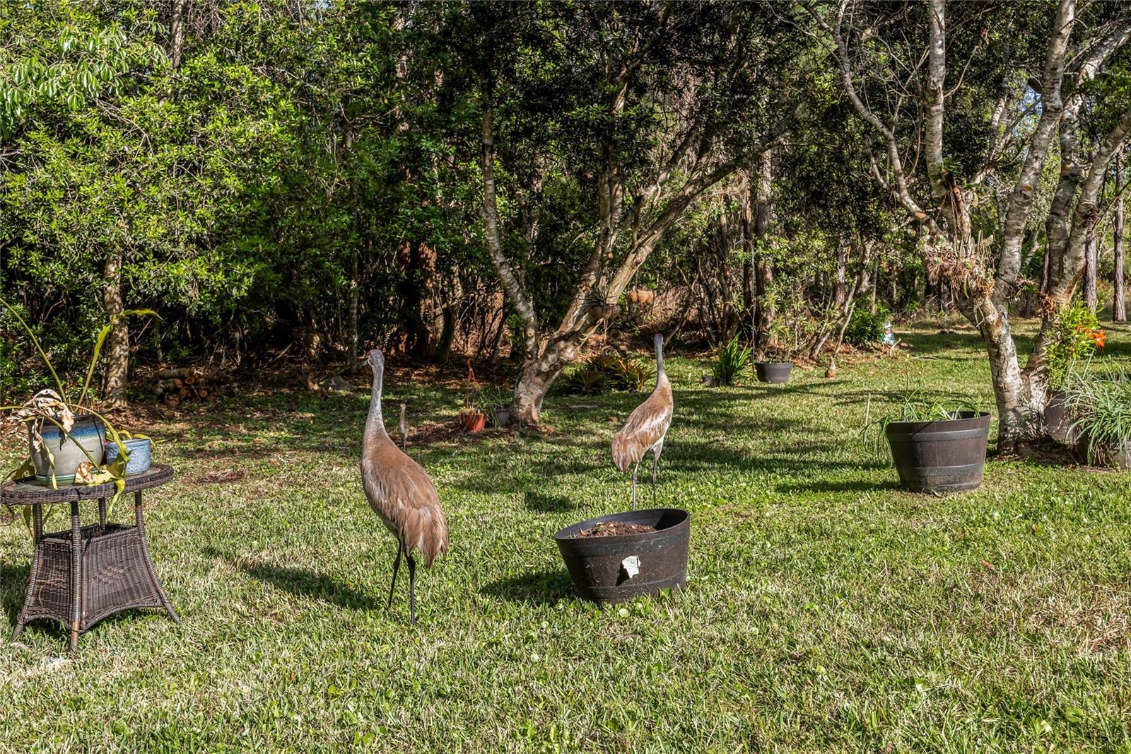 3893 WIND DANCER CIR, ST CLOUD, FL, 34772