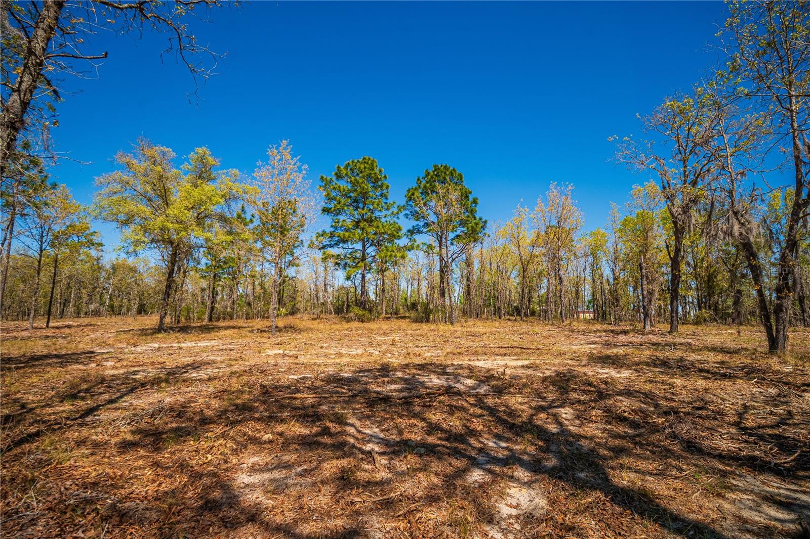 NE 118TH TER, BRONSON, FL, 32621