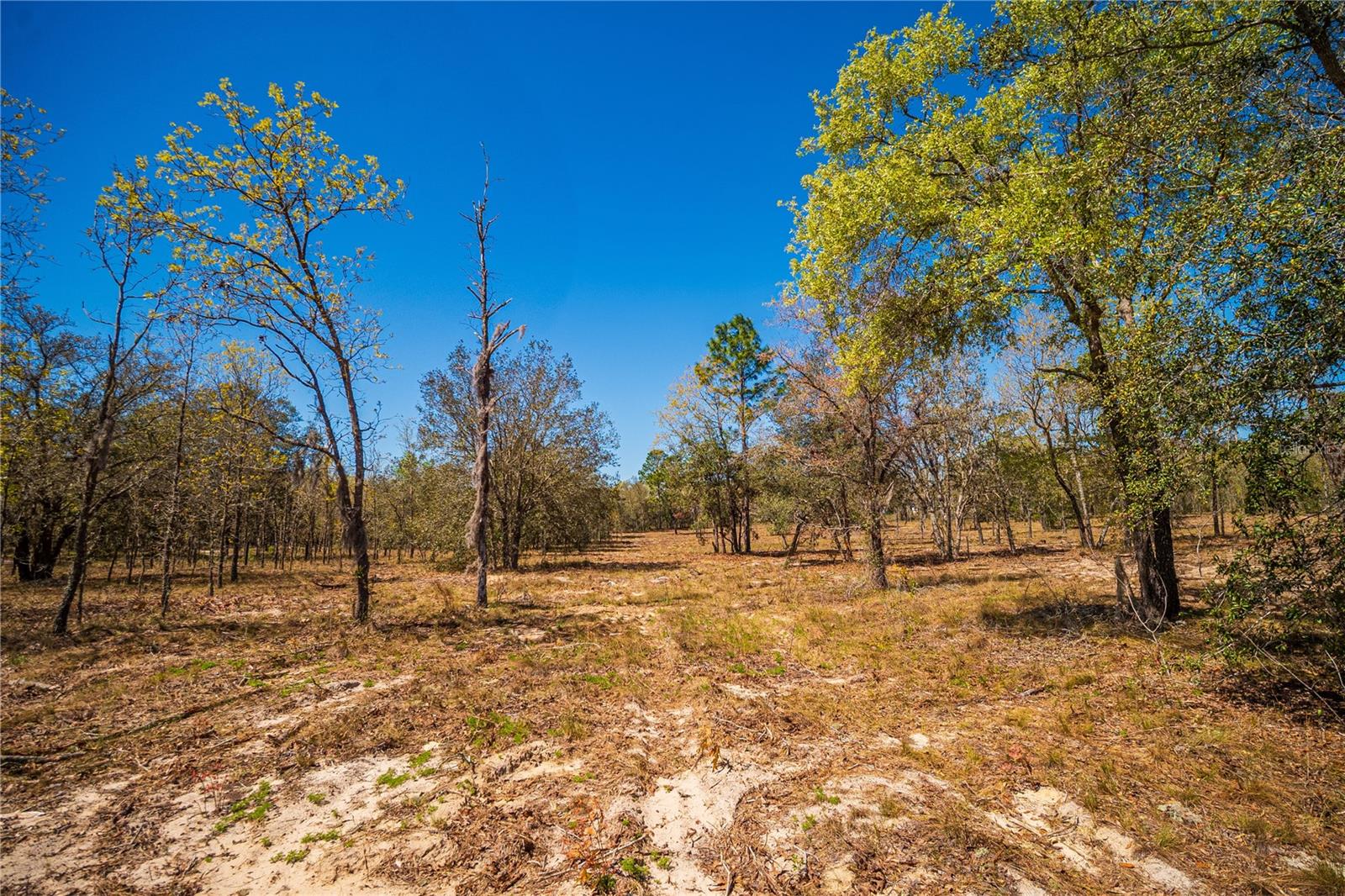 NE 118TH TER, BRONSON, FL, 32621