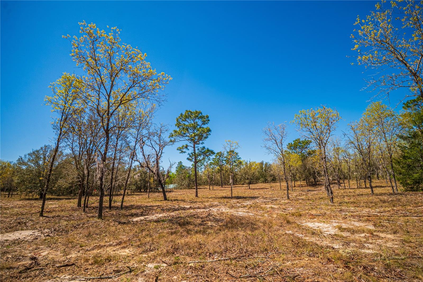 NE 118TH TER, BRONSON, FL, 32621