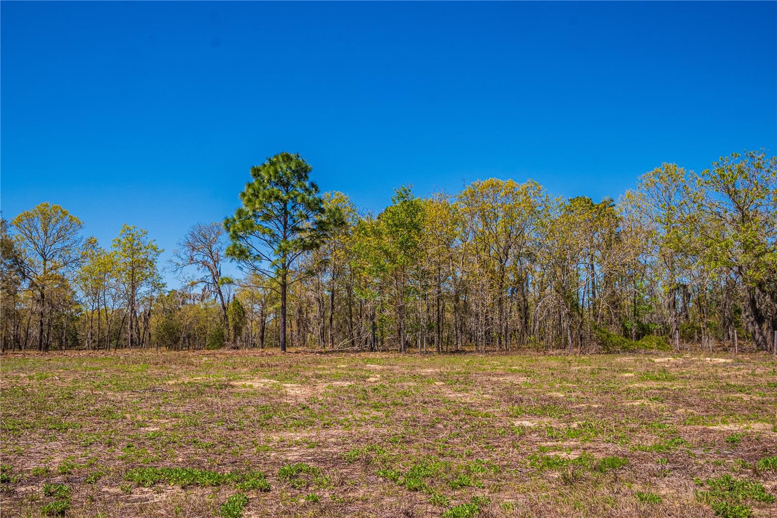 NE 118TH TER, BRONSON, FL, 32621