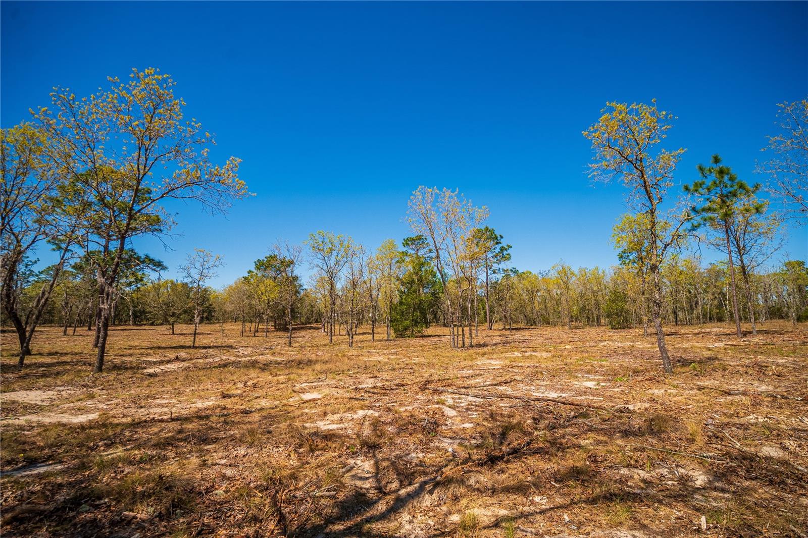 NE 118TH TER, BRONSON, FL, 32621