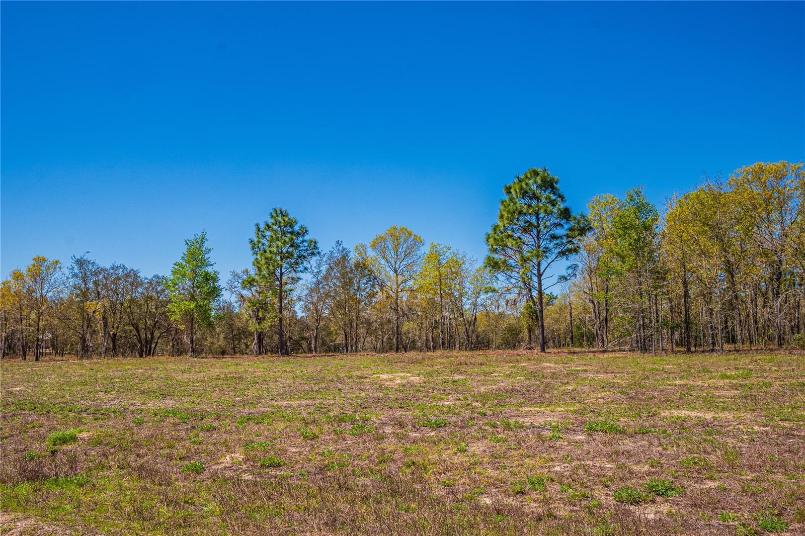 NE 118TH TER, BRONSON, FL, 32621