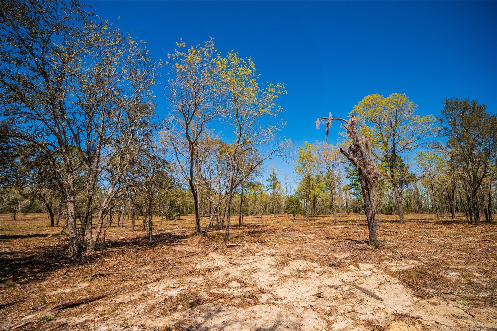 NE 118TH TER, BRONSON, FL, 32621