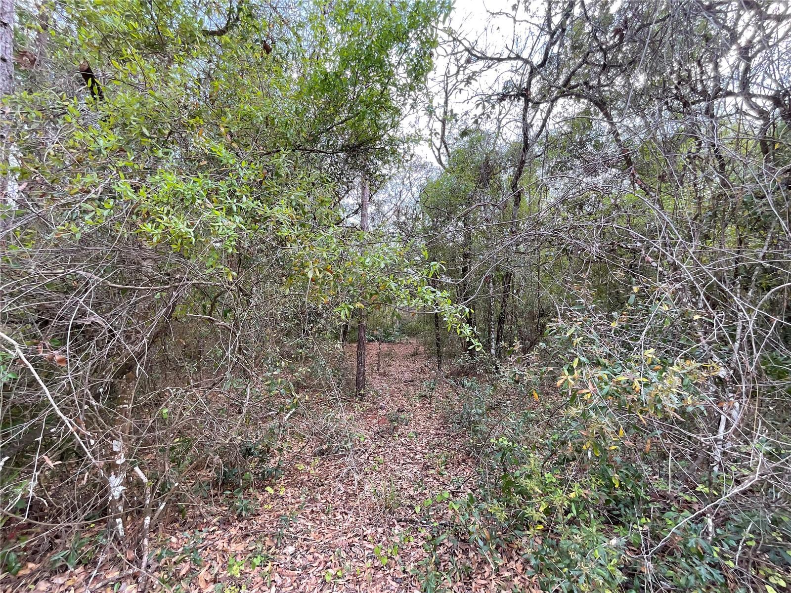 FORGE DR, WEBSTER, FL, 33597