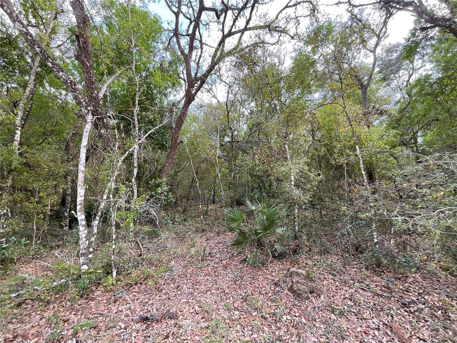 FORGE DR, WEBSTER, FL, 33597