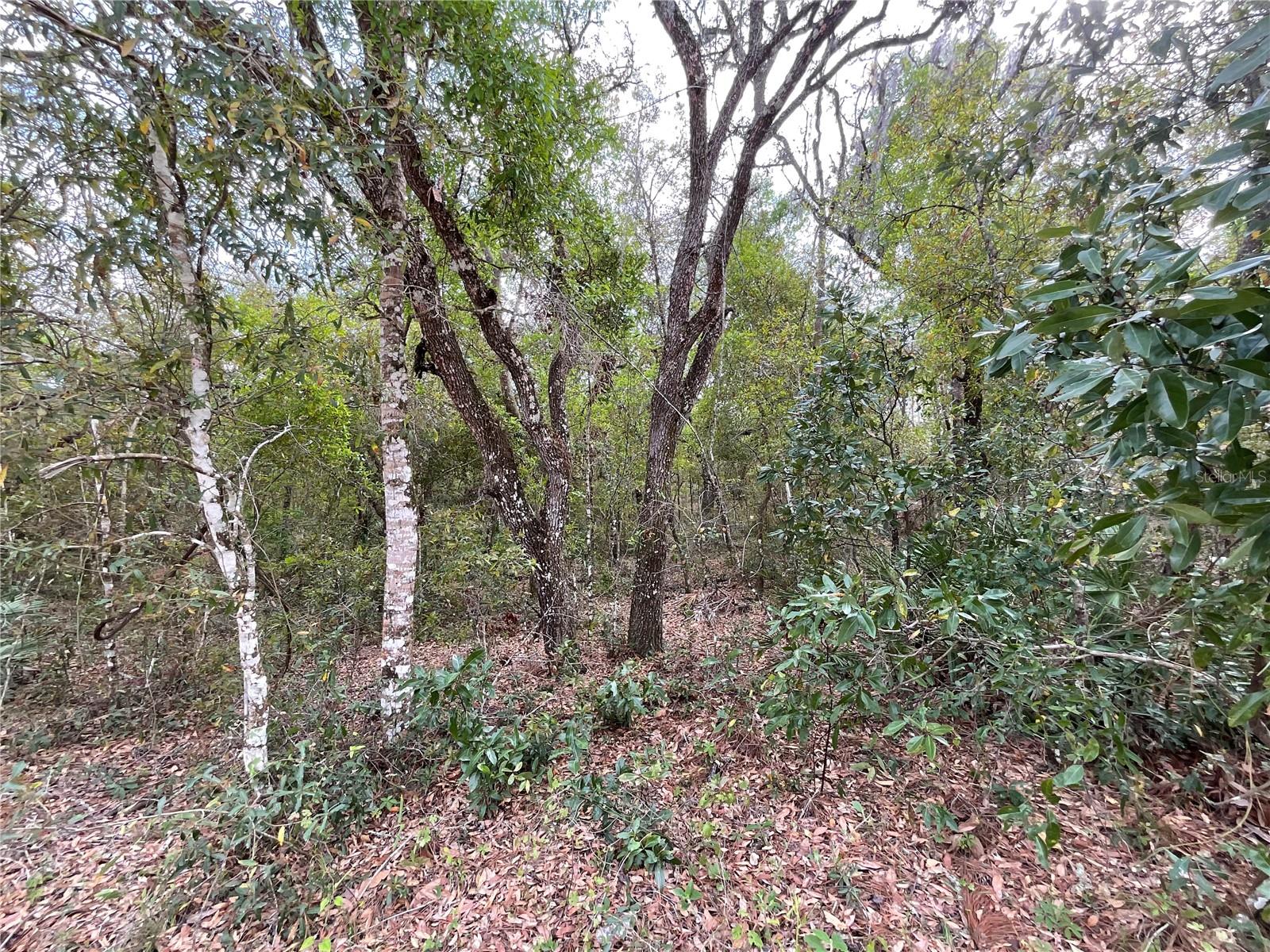 FORGE DR, WEBSTER, FL, 33597