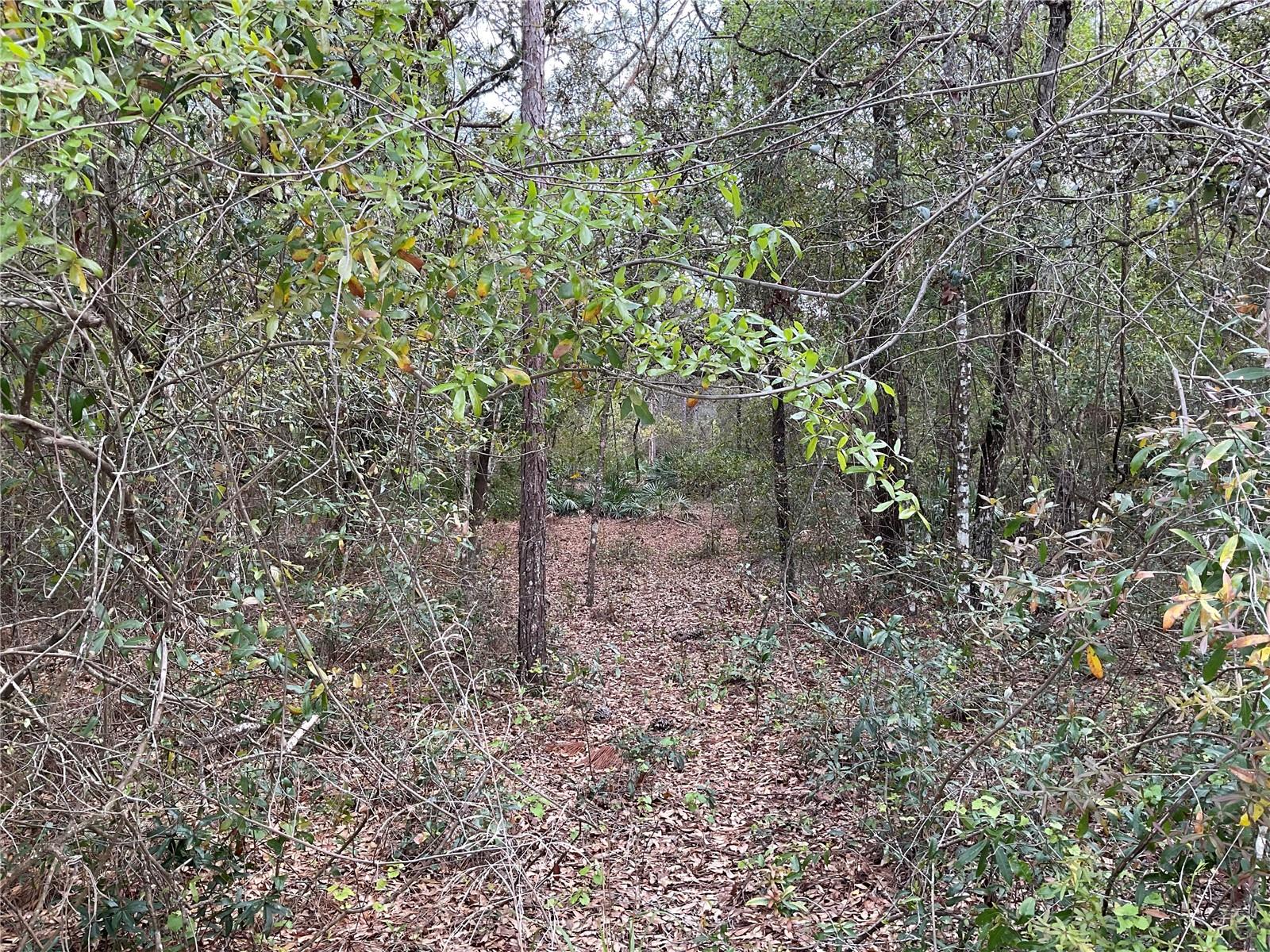 FORGE DR, WEBSTER, FL, 33597