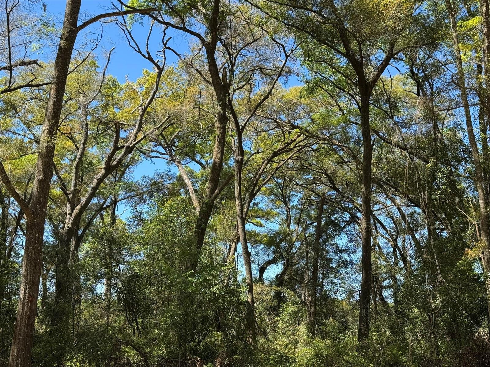 Lot 25,26 SW 177TH CT, DUNNELLON, FL, 34432