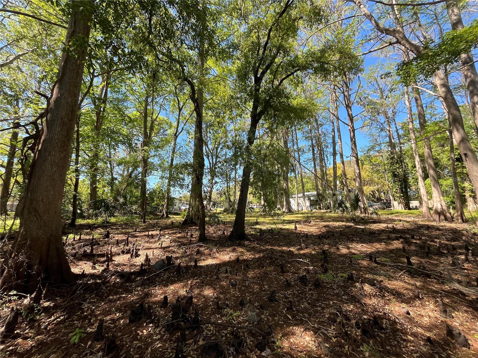8546 CAMEO DR, NEW PORT RICHEY, FL, 34654