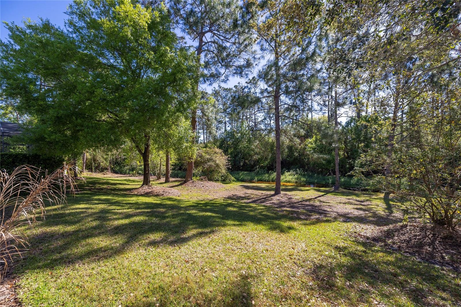 Back yard