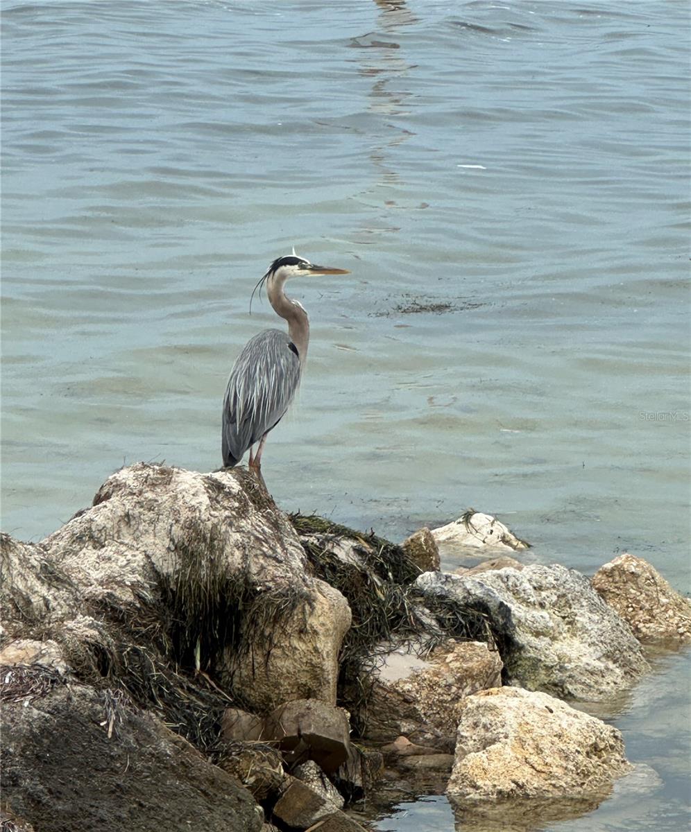 4939 FLORAMAR TER #810, NEW PORT RICHEY, FL, 34652