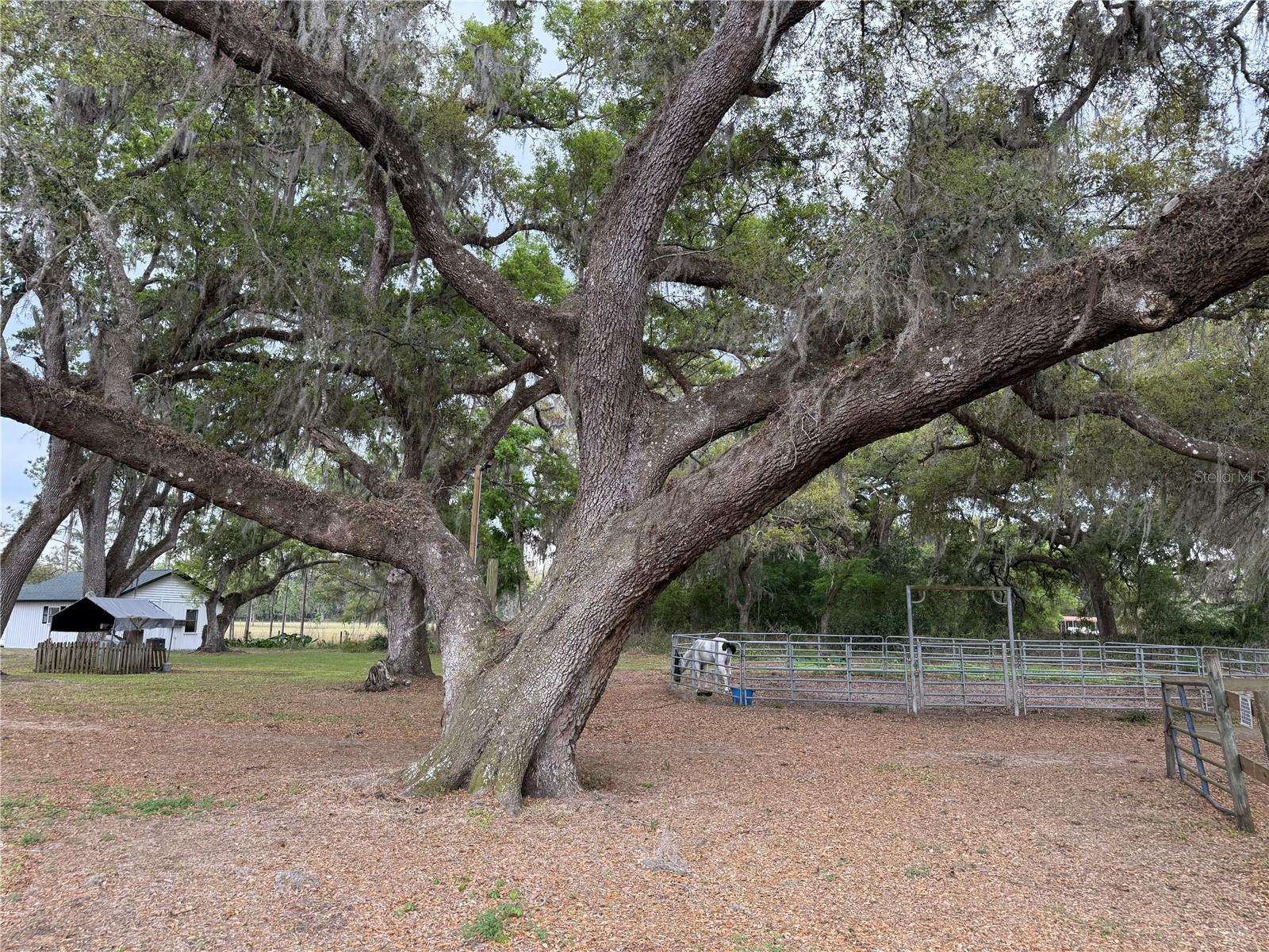 1010 COUNTY ROAD 416N, LAKE PANASOFFKEE, FL, 33538