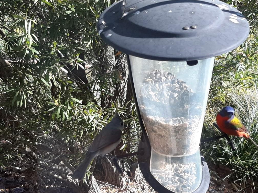 4336 WATERVILLE AVE, WESLEY CHAPEL, FL, 33543