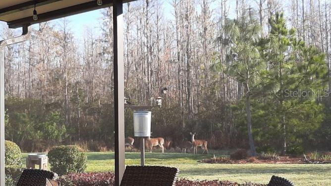 4336 WATERVILLE AVE, WESLEY CHAPEL, FL, 33543