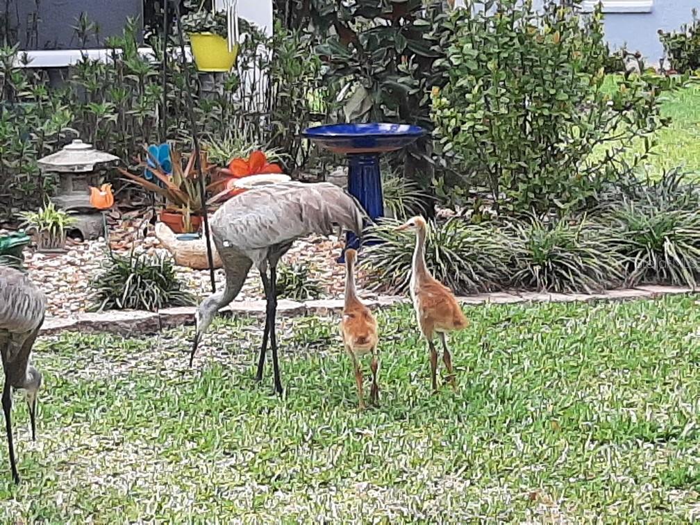 4336 WATERVILLE AVE, WESLEY CHAPEL, FL, 33543