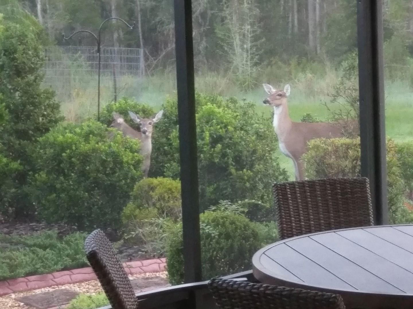 4336 WATERVILLE AVE, WESLEY CHAPEL, FL, 33543