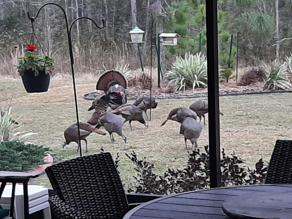 4336 WATERVILLE AVE, WESLEY CHAPEL, FL, 33543