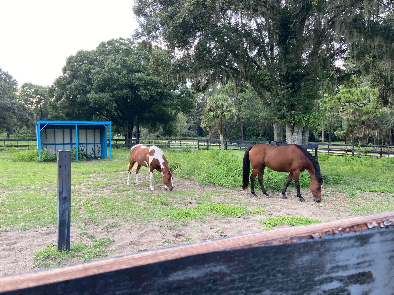16315 MCGLAMERY RD, ODESSA, FL, 33556