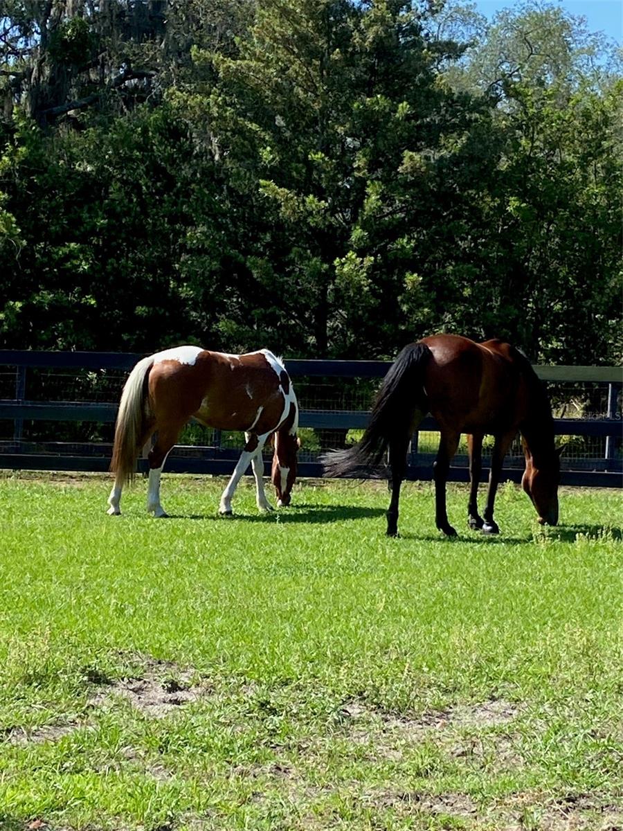 16315 MCGLAMERY RD, ODESSA, FL, 33556